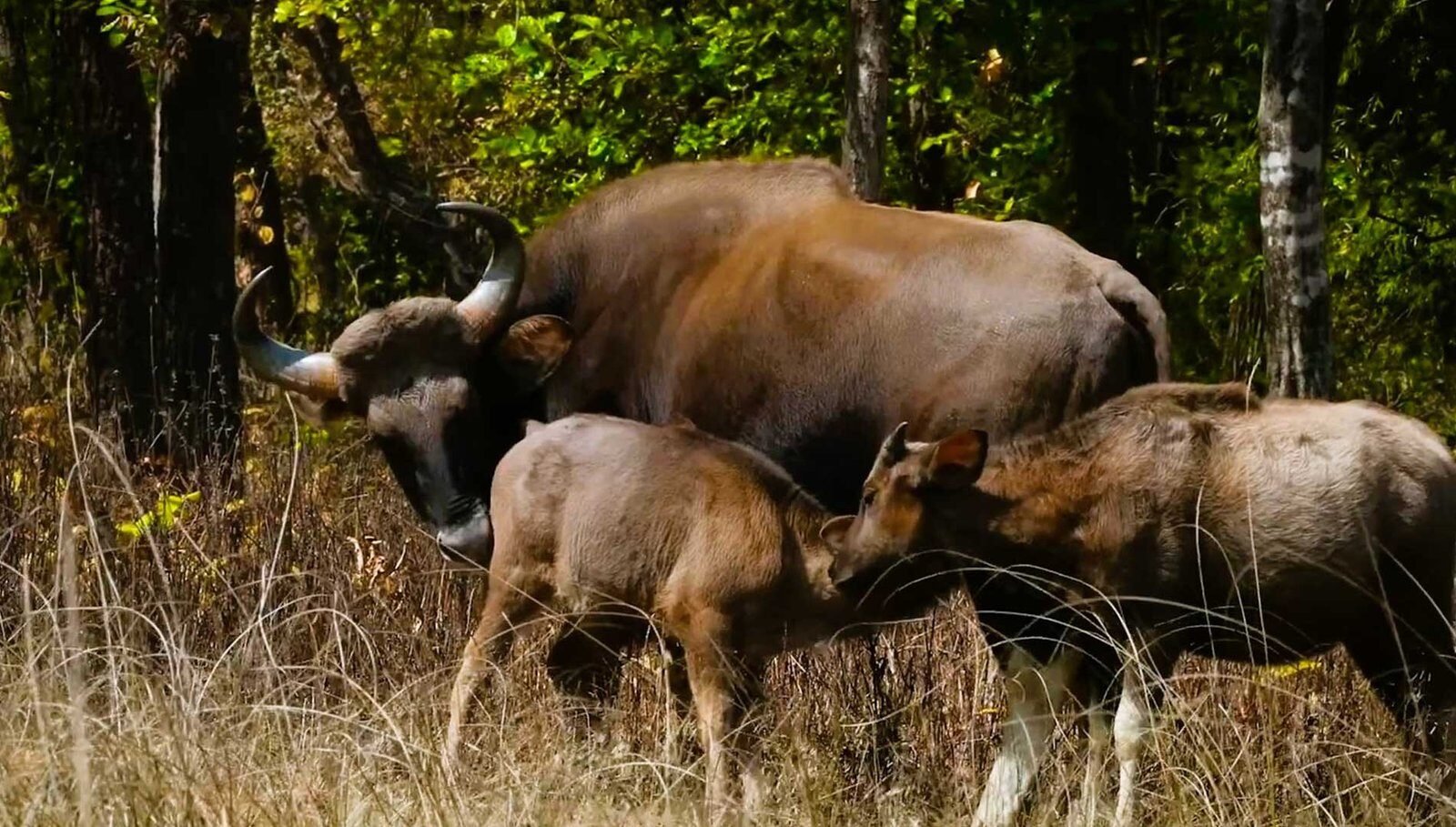 Home 12 Three bison grazing in Bandhavgarh National Park