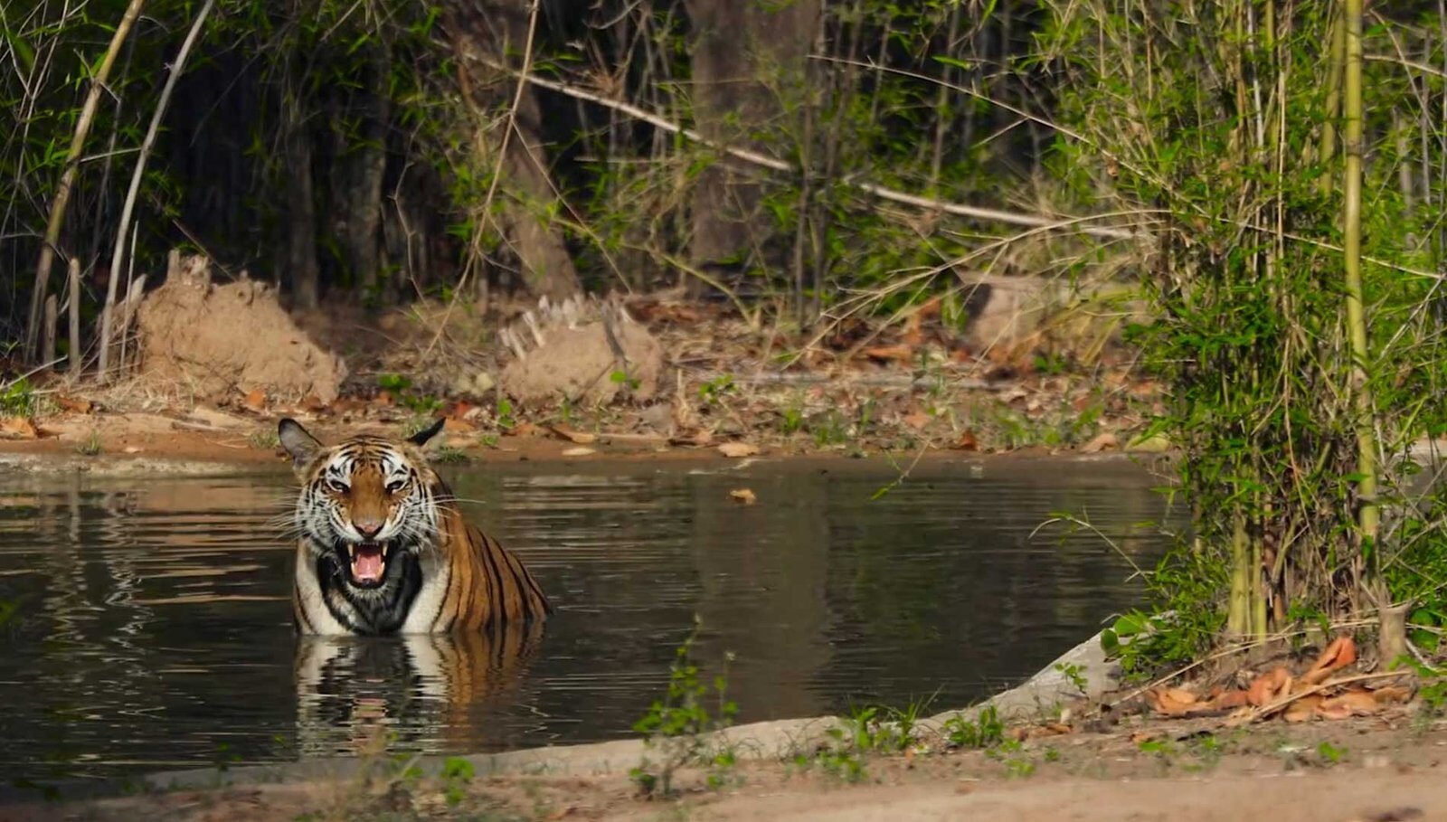 Home 13 Tiger Bandhavgarh